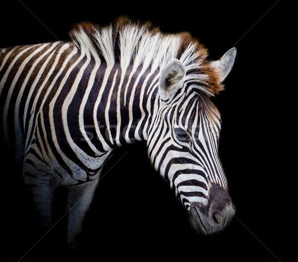 Zebra twarz konia czarny głowie parku Zdjęcia stock © art9858