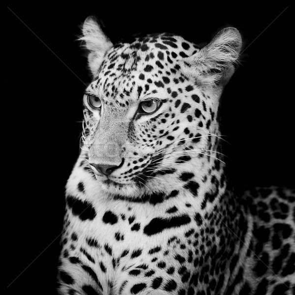 Leopard portret faţă pisică tigru parc Imagine de stoc © art9858
