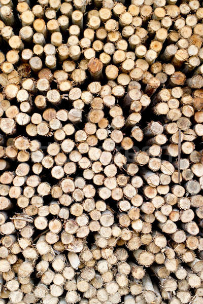 Saw timber prepared for winter heating season Stock photo © art9858
