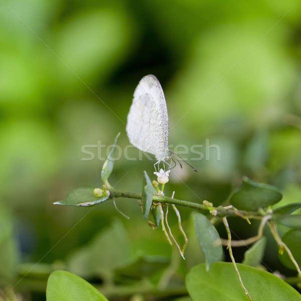 Large white butterfly Stock photo © art9858