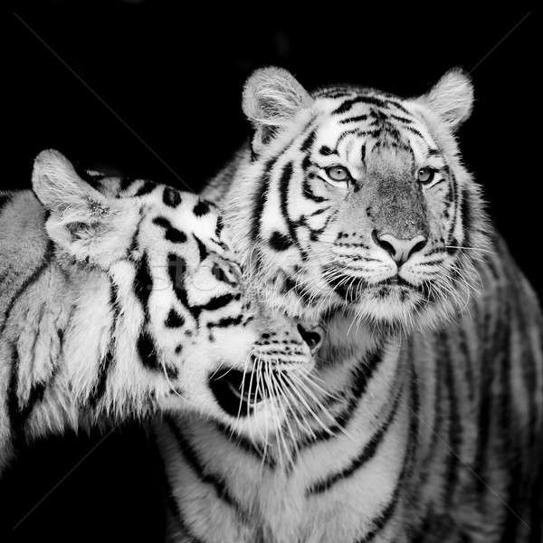 Tigre cara beleza verde cabeça animal Foto stock © art9858
