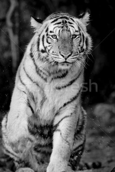 Schwarz weiß Tiger Winter Porträt Ohr Stock foto © art9858