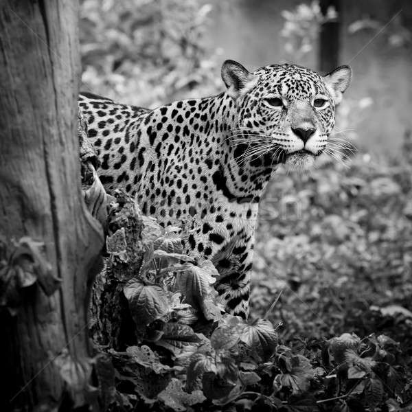 Сток-фото: Jaguar · портрет · глаза · черный · осень · цвета