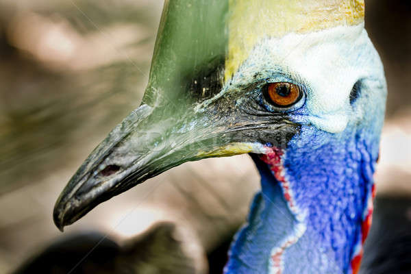 Portré Queensland szemek természet dzsungel portrék Stock fotó © art9858