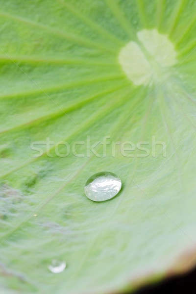 Stock photo: water drop on lotus leaf