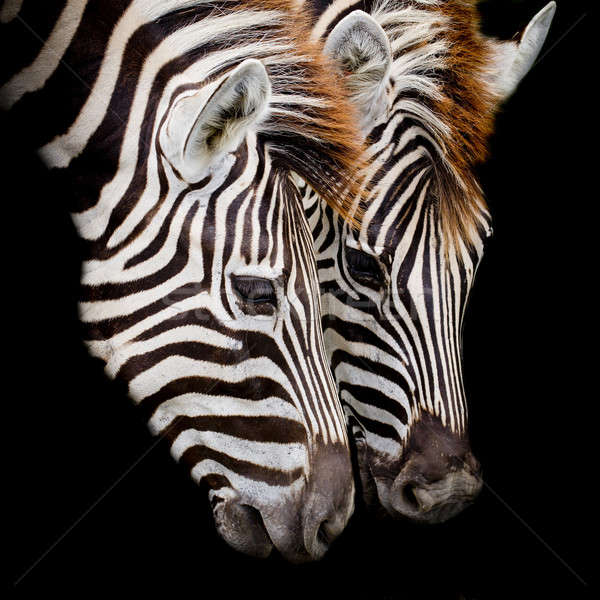 A Headshot of a Burchell's Zebra Stock photo © art9858