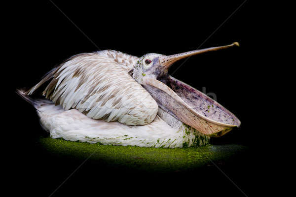 closeup Spotted-billed Pelecan Bird Stock photo © art9858