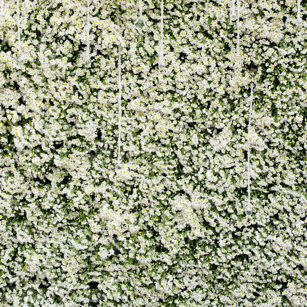 綠色 牆 常春藤 葉 花 性質 商業照片 © art9858