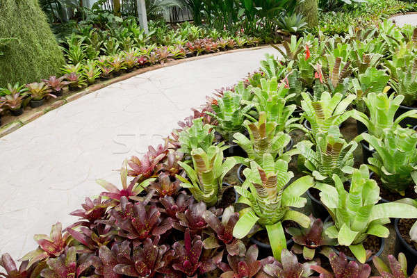 Garden pathway and bromeliad. Stock photo © art9858