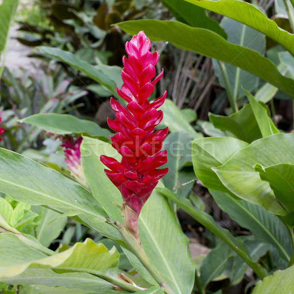 Red Guzmania flower Stock photo © art9858