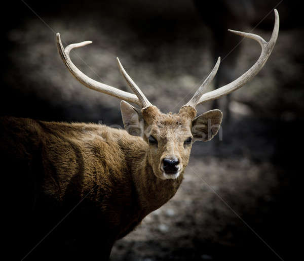 Foto stock: Vermelho · veado · outono · cabeça · branco · animal