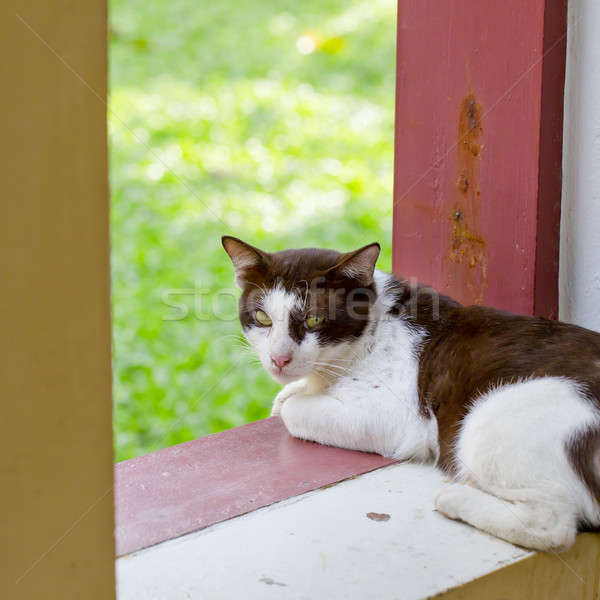 Thai brown & white cat is sitting on the window. Stock photo © art9858