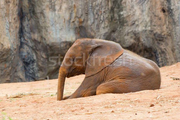 Foto stock: Bebê · elefante · cara · vaca · mãe · preto