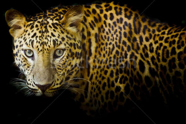 Leopardo retrato cara gato parque animal Foto stock © art9858
