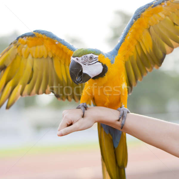 Blue-and-Yellow Macaw (Ara ararauna), also known as the Blue-and Stock photo © art9858