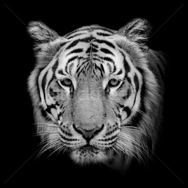 Stock photo: Black & White Beautiful tiger - isolated on black background