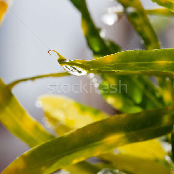 Trawy ogród deszcz streszczenie tle zielone Zdjęcia stock © art9858