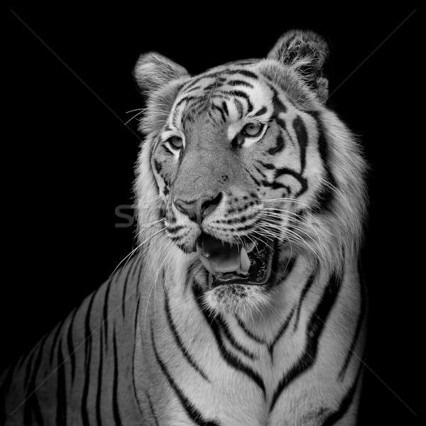 Foto stock: Cara · tigre · isolado · preto · olhos