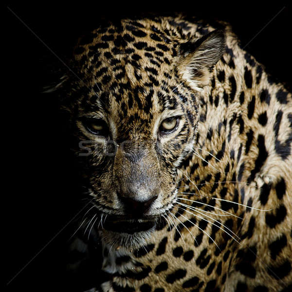 Leopard Portrait Stock Photo C Peerajit Ditta In Art9858 Stockfresh