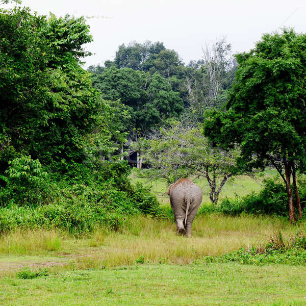 elephant is backing to the sparse forest Stock photo © art9858