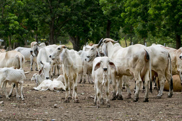 Cows on farmland Stock photo © art9858