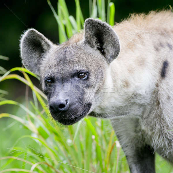 Zdjęcia stock: Hiena · nogi · skóry · młodych · zwierząt · stałego