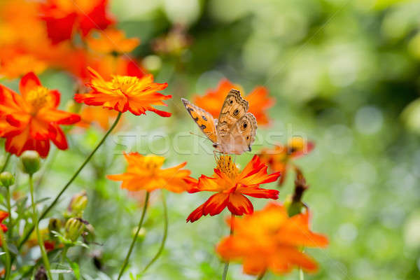 Oranje vlinder bloem Thailand groene zwarte Stockfoto © art9858