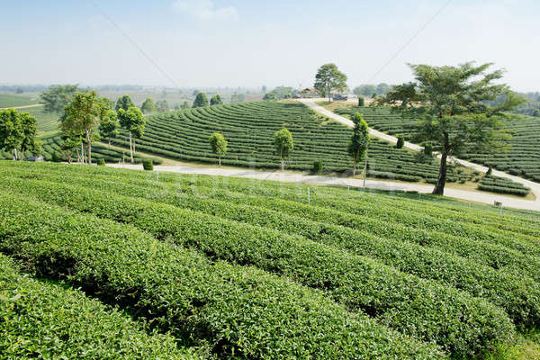 Zielona herbata plantacja krajobraz działalności drzewo ogród Zdjęcia stock © art9858