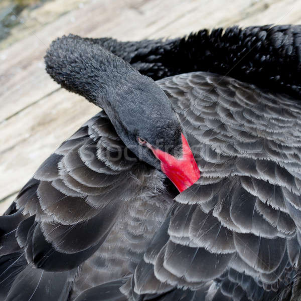 [[stock_photo]]: Portrait · noir · cygne · rouge · bec