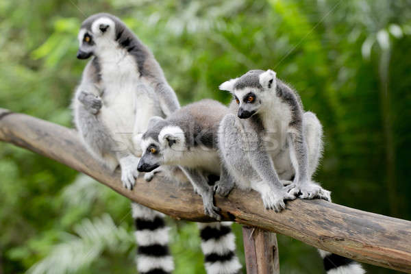 ring-tailed lemur (lemur catta) Stock photo © art9858
