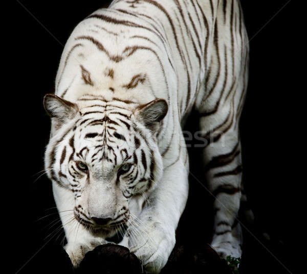 肖像 虎 自然 動物 美しい ストックフォト © art9858