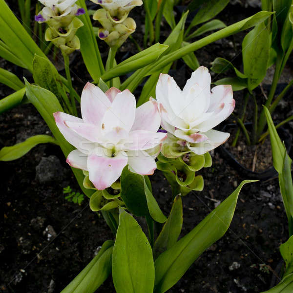 Curcuma alismatifolia or Siam tulip or Summer tulip in the garde Stock photo © art9858