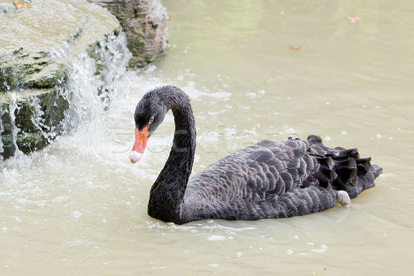 A black swan swimming on a pool of blue water. Cygnus Stock photo © art9858