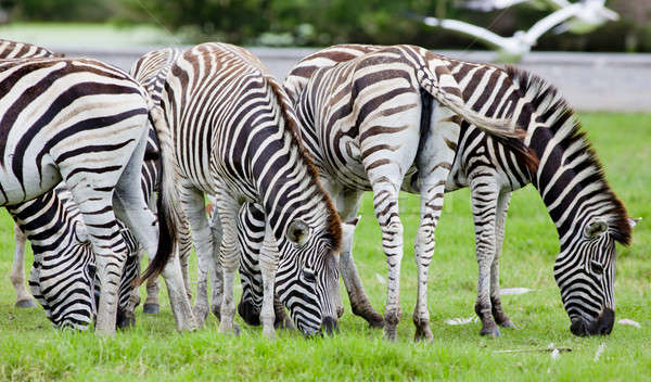 Groep zebra's gezicht paard zwarte hoofd Stockfoto © art9858