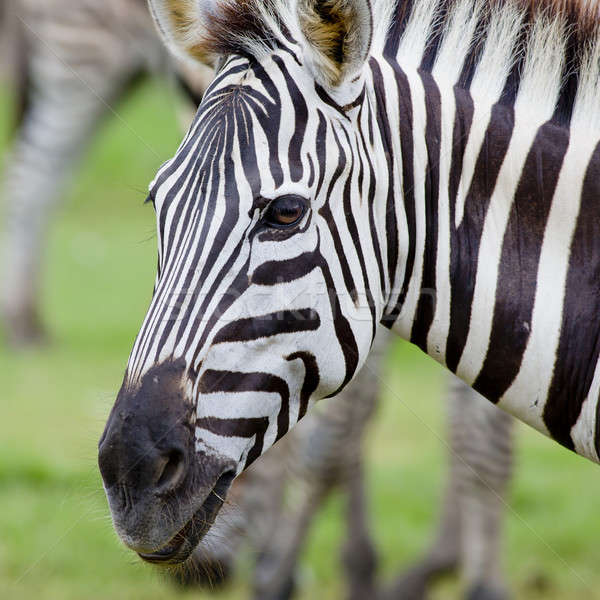 Zebra gezicht paard zwarte hoofd park Stockfoto © art9858