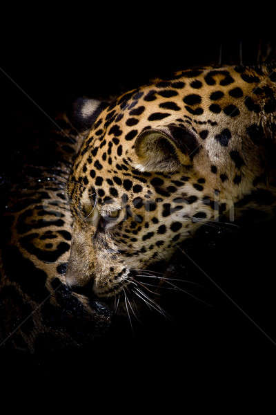 Jaguar retrato ojo naturaleza fondo tigre Foto stock © art9858