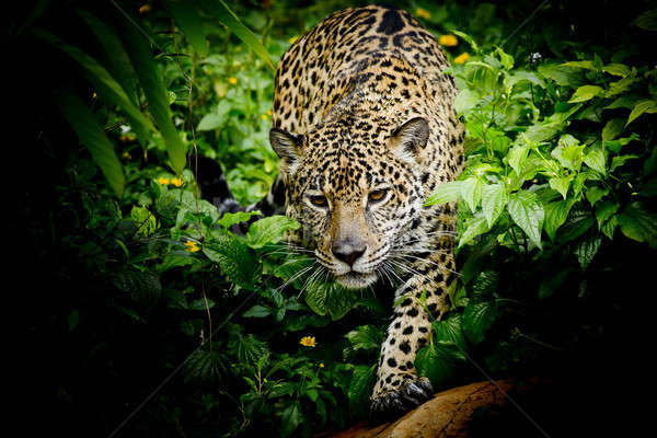 關閉 捷豹 肖像 貓 非洲 黑色 商業照片 © art9858