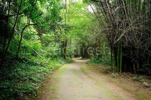 Foto stock: Floresta · caminho · Tailândia · luz · folha · verão