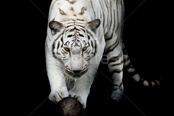 Foto stock: Preto · e · branco · tigre · gato · vida · branco · animal
