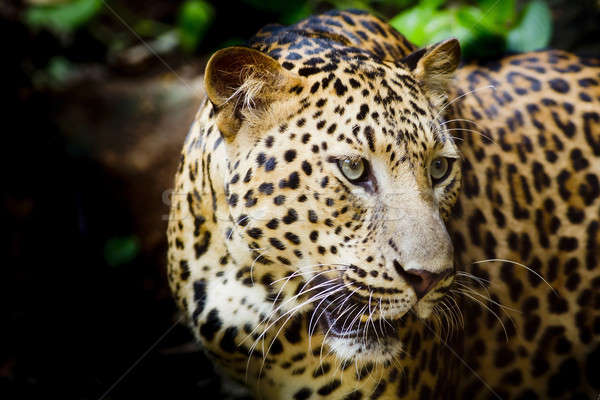 Leopardo retrato cara gato parque animal Foto stock © art9858