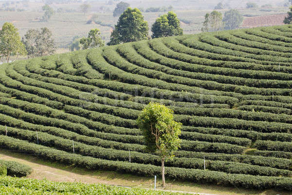 Foto stock: Chá · verde · plantação · paisagem · negócio · árvore · jardim