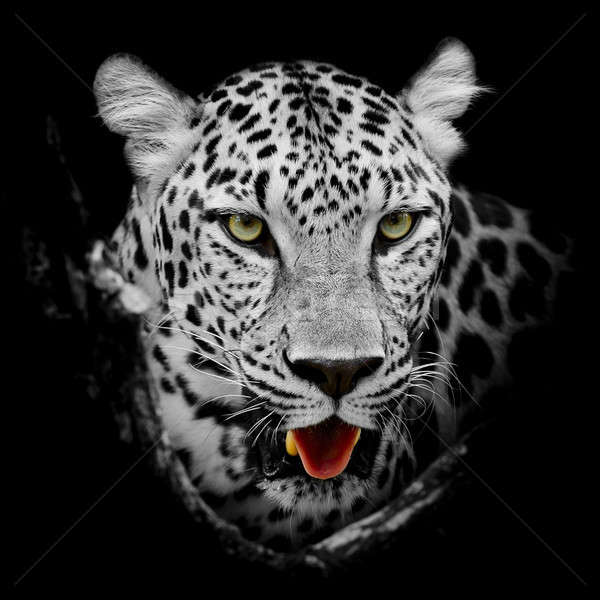 Leopard ritratto natura nero parco arrabbiato Foto d'archivio © art9858