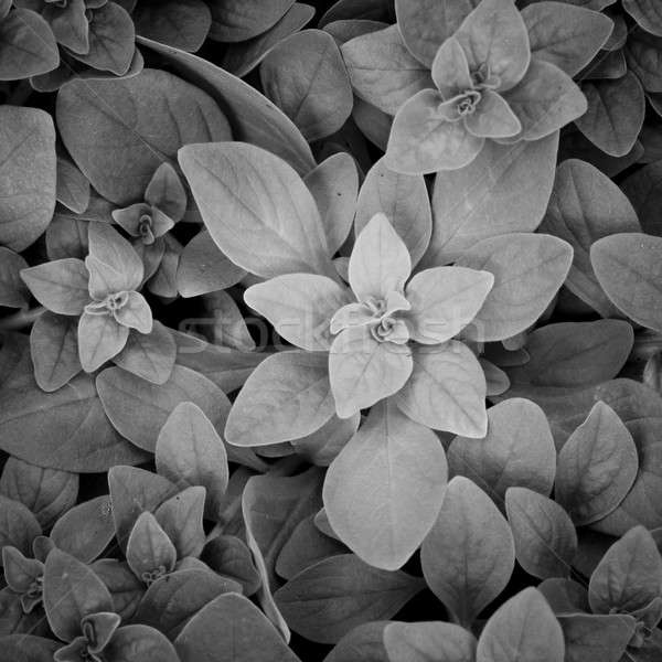 leaf background Stock photo © art9858