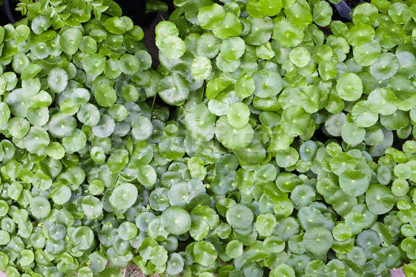 Verde água doce gotas natureza Foto stock © art9858