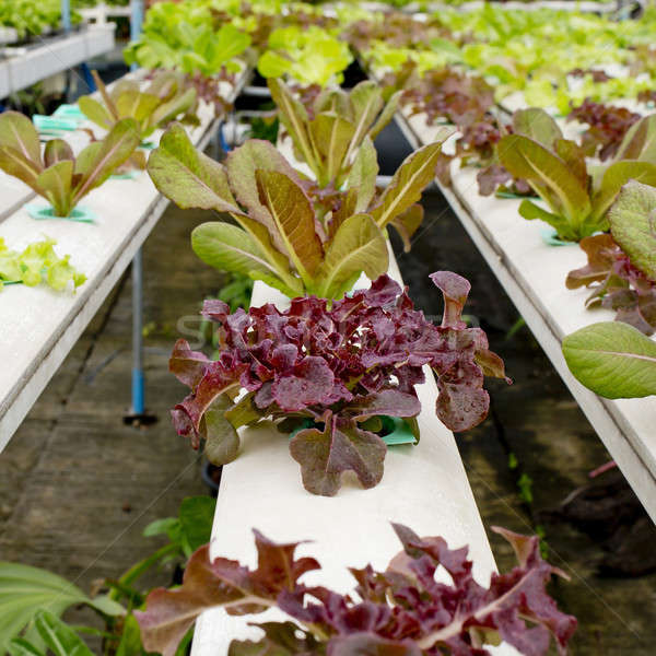 Organic hydroponic vegetable garden in Thailand merket Stock photo © art9858