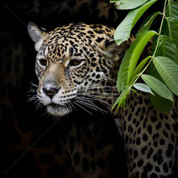 Jaguar ritratto occhi blu nero autunno Foto d'archivio © art9858