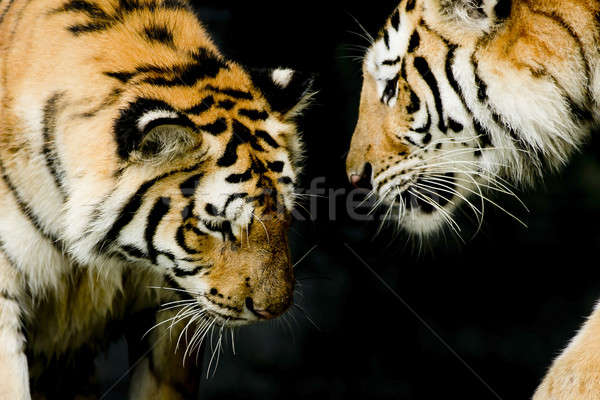 Iki kaplanlar doğal çevre doğa kedi Stok fotoğraf © art9858