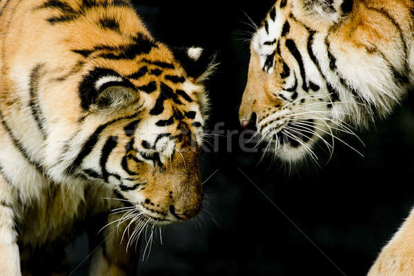 Two tigers in their natural environment Stock photo © art9858