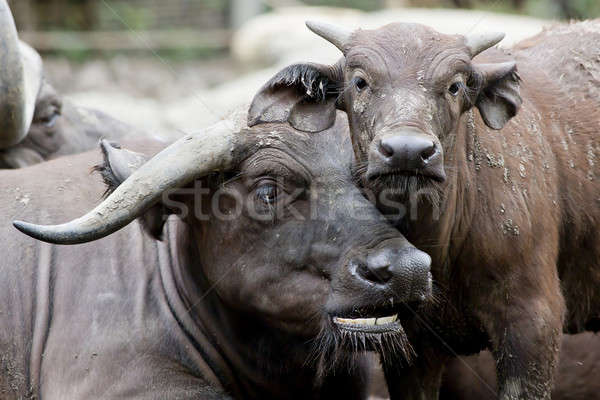 Cute baby African buffalo with it's mother frontal Stock photo © art9858