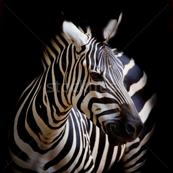Stock fotó: Zebra · arc · ló · fekete · fej · park